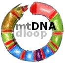 DNA mitocondriale